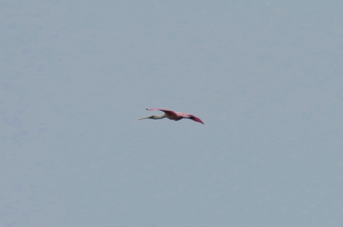 Roseate Spoonbill - ML119294241