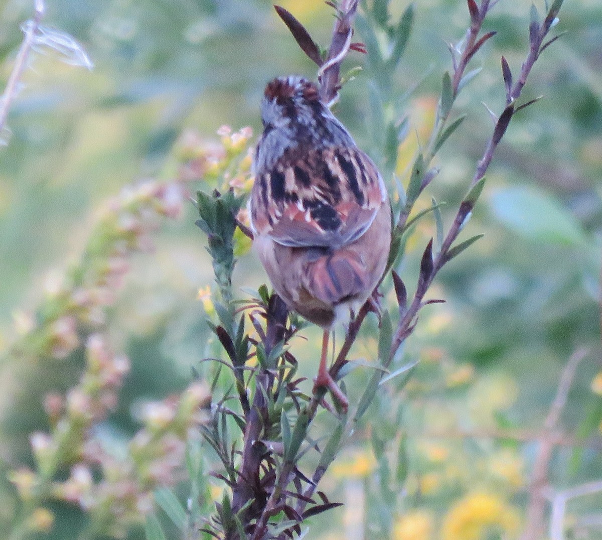 Swamp Sparrow - Melinda Repperger