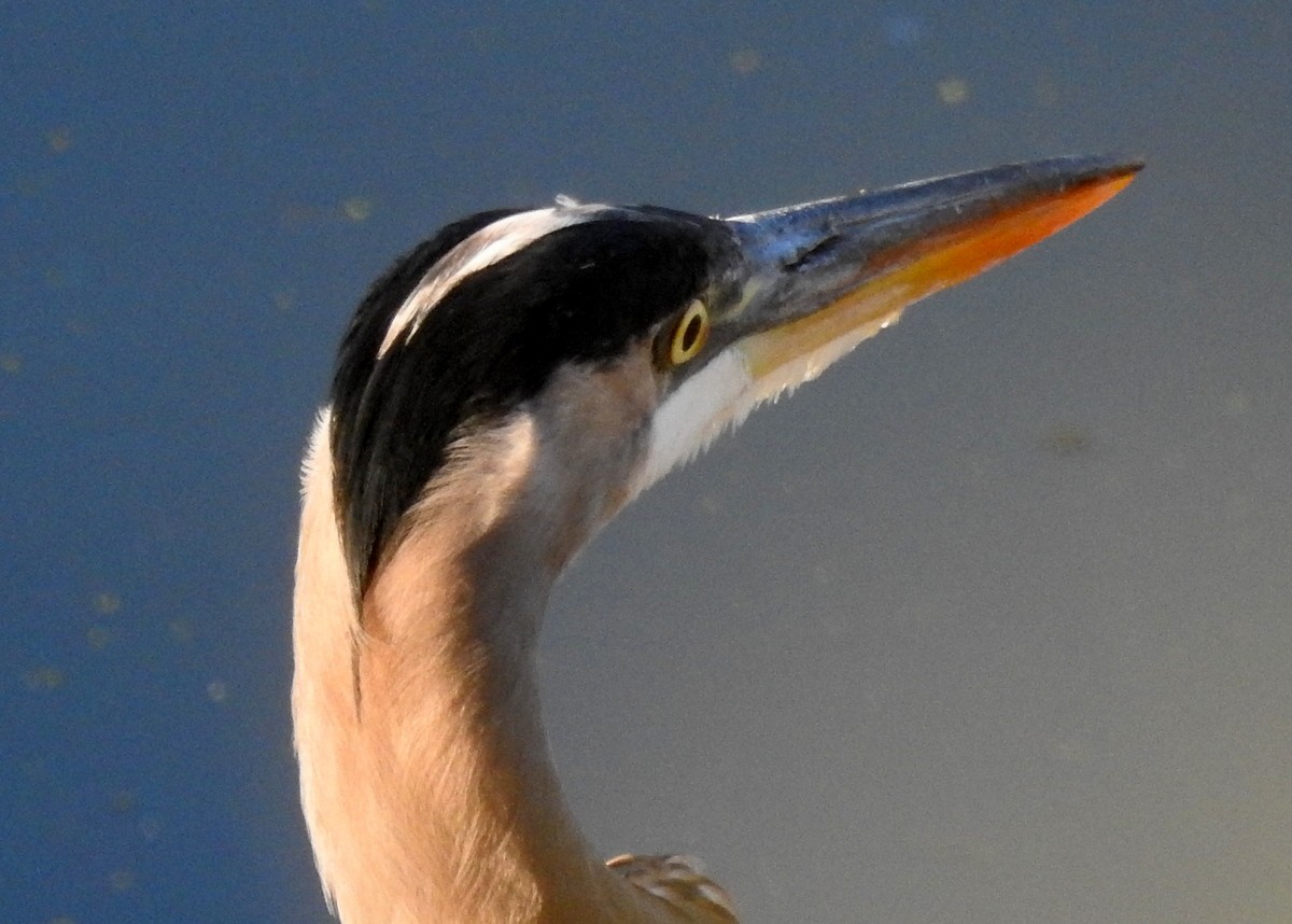 Great Blue Heron (Great Blue) - ML119299171