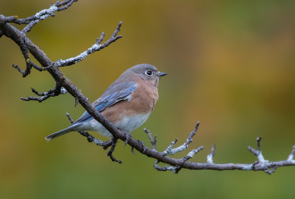 Eastern Bluebird - ML119299701