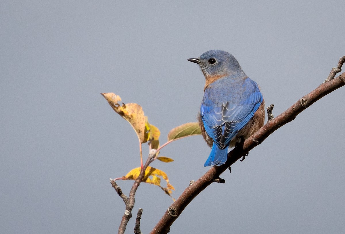 Eastern Bluebird - ML119299731