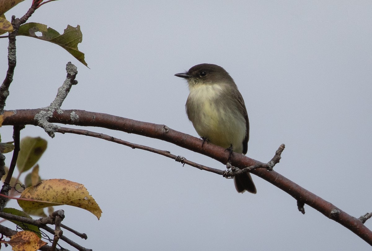 Eastern Phoebe - ML119299741