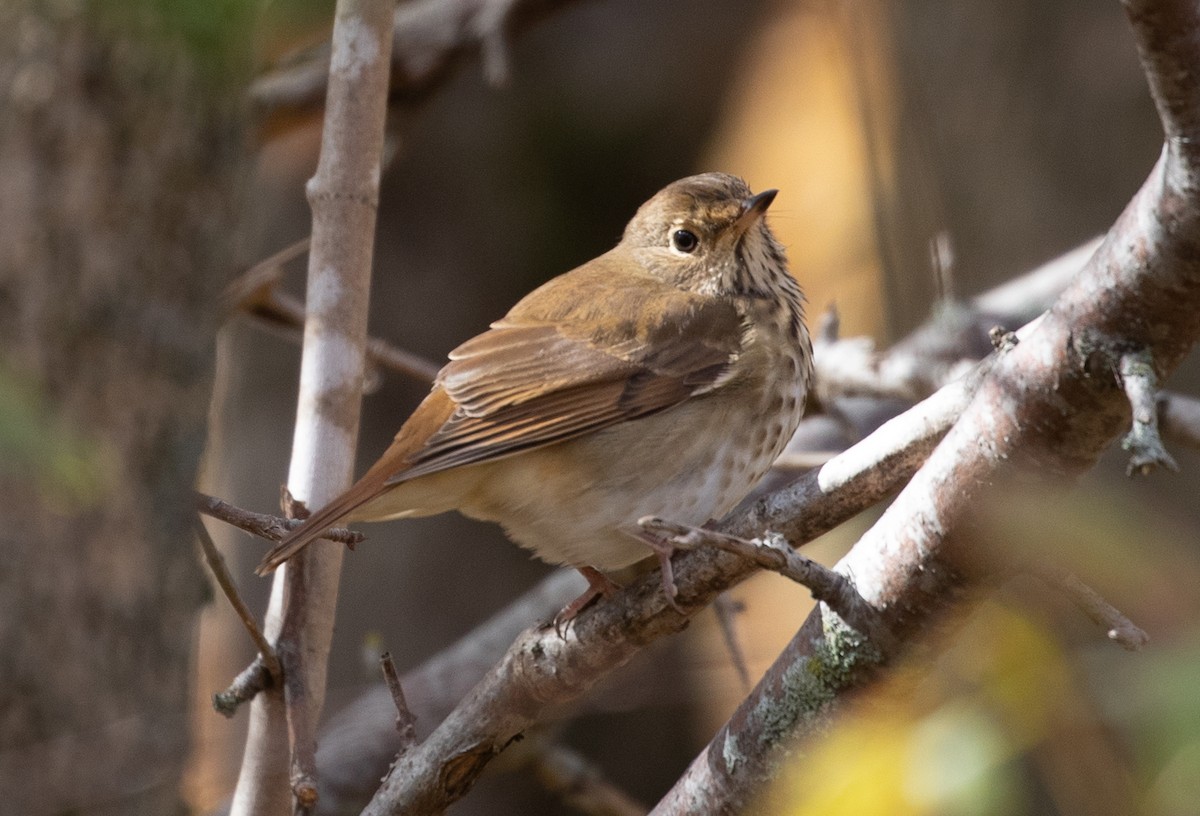 Hermit Thrush - ML119299781