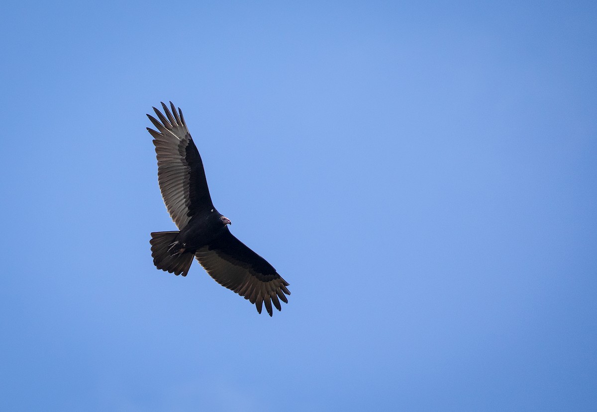 Turkey Vulture - ML119299811