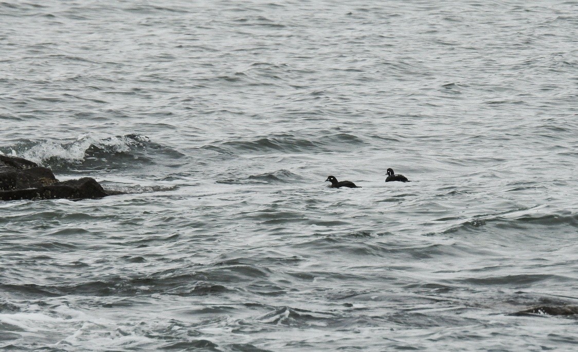 Harlequin Duck - ML119301361