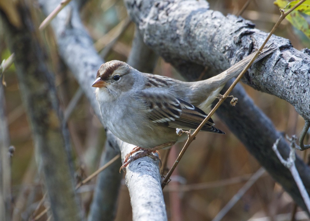 White-crowned Sparrow - ML119301511