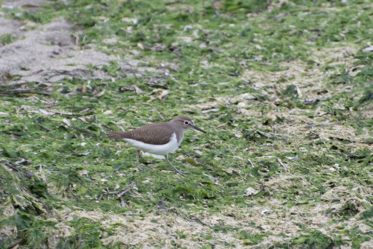 Common Sandpiper - ML119303951