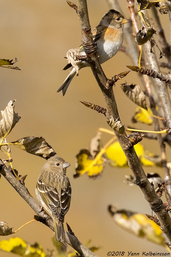 Brambling - Yann Kolbeinsson