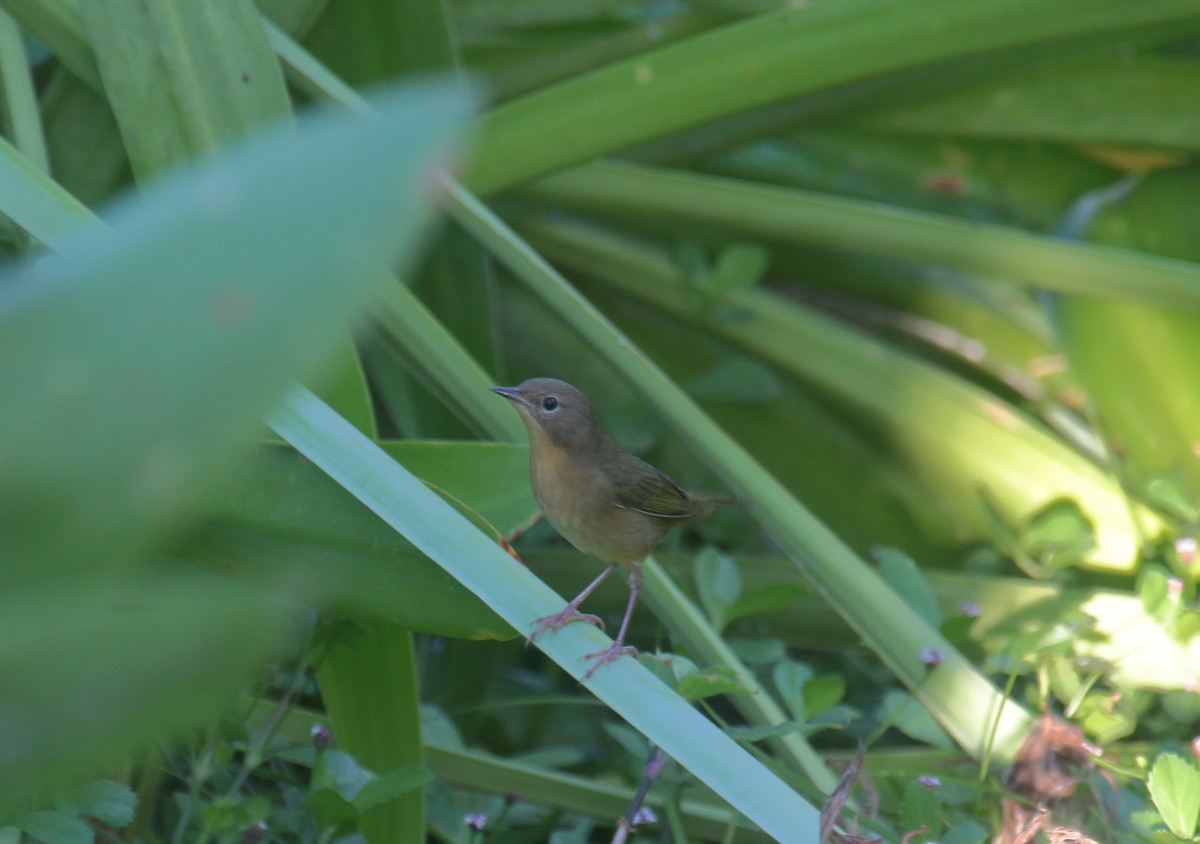 Common Yellowthroat - ML119309111