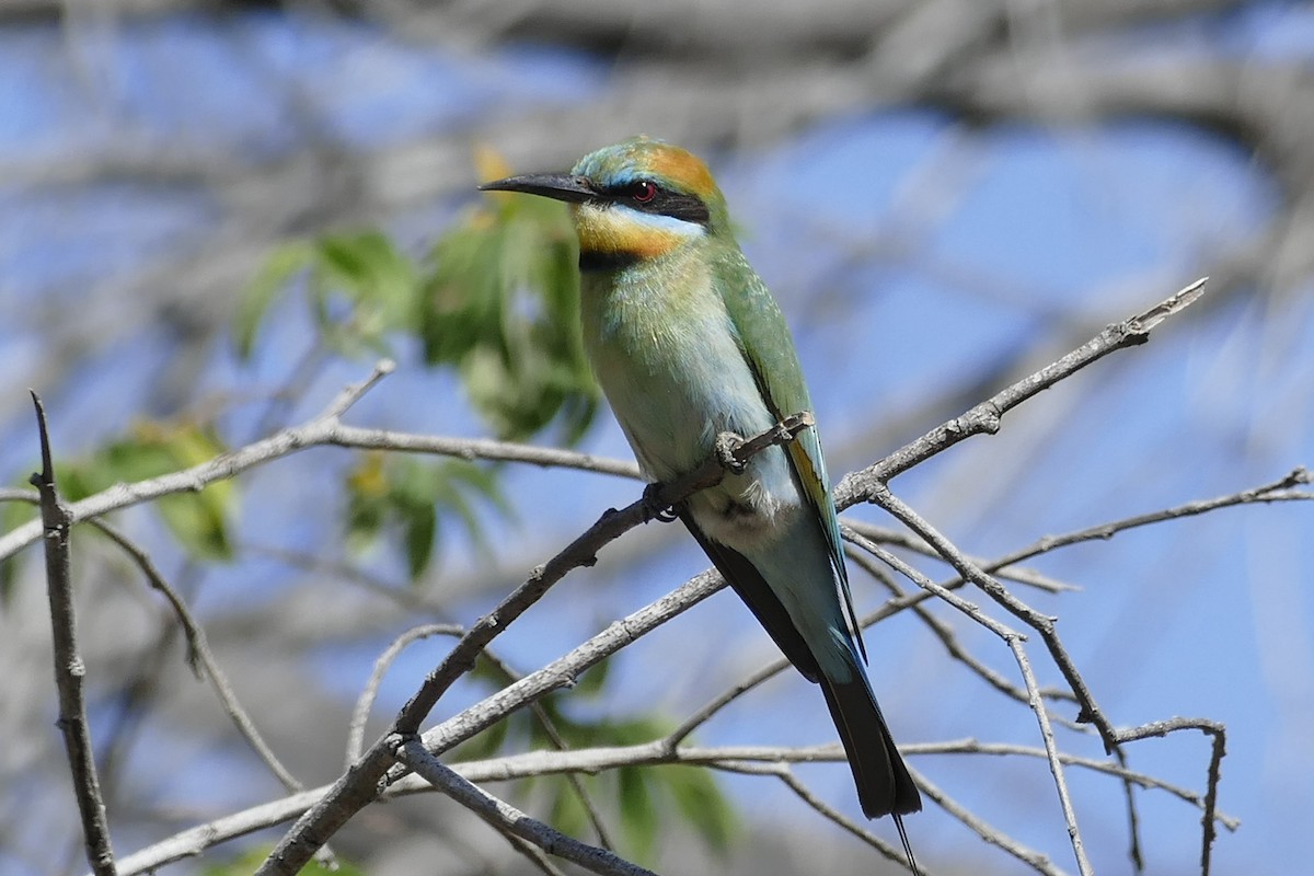 Rainbow Bee-eater - Andrew Hogg
