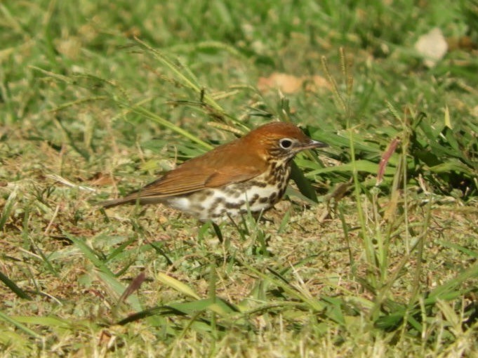 Wood Thrush - ML119310841