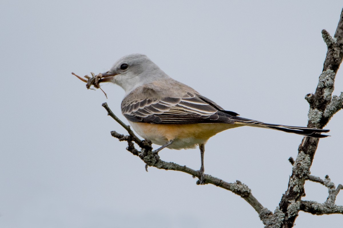 Scissor-tailed Flycatcher - ML119310911