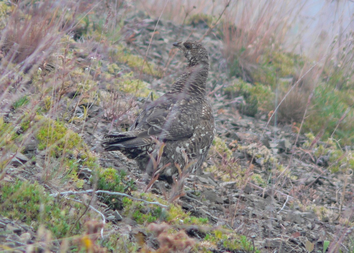 Sooty Grouse - ML119316361