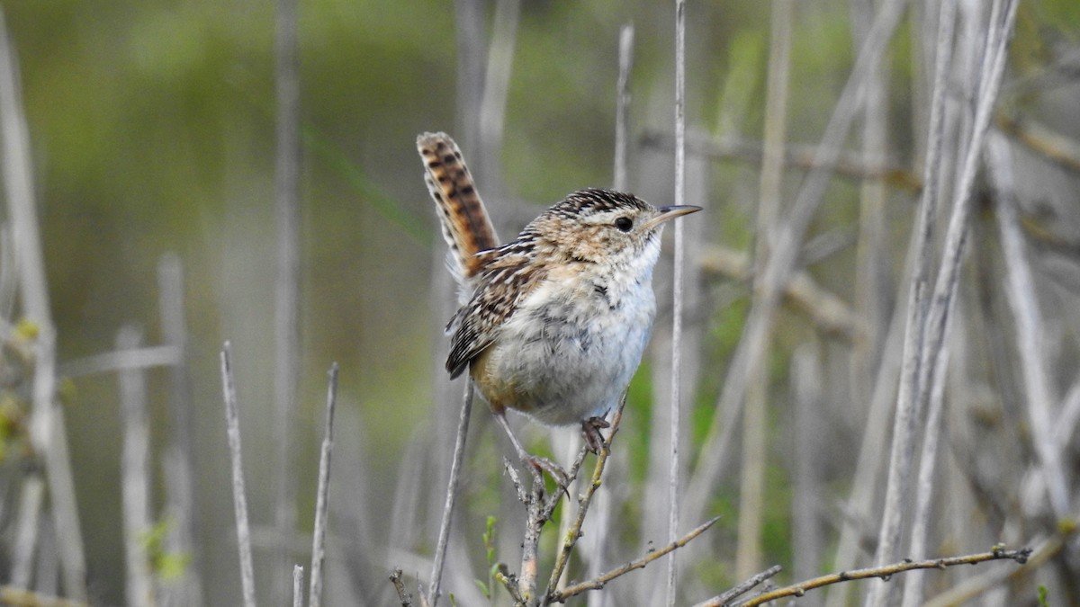 Grass Wren - ML119317941