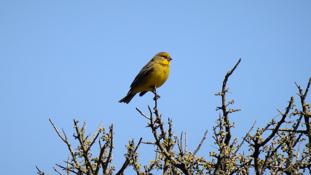 Grassland Yellow-Finch - ML119318051