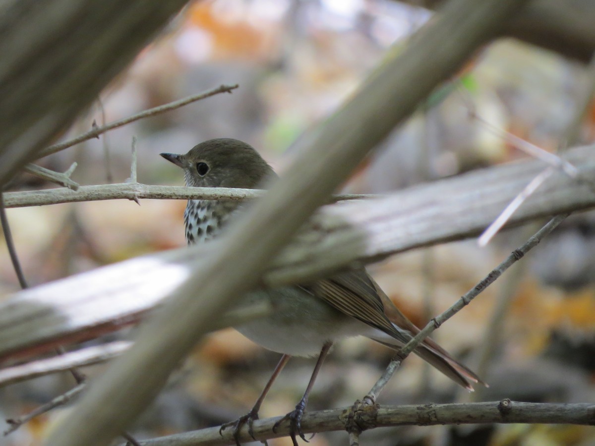 Hermit Thrush - ML119318811