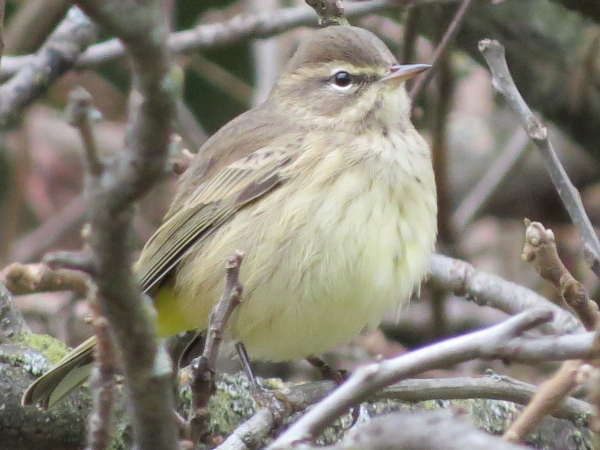 Palm Warbler - suzanne pudelek