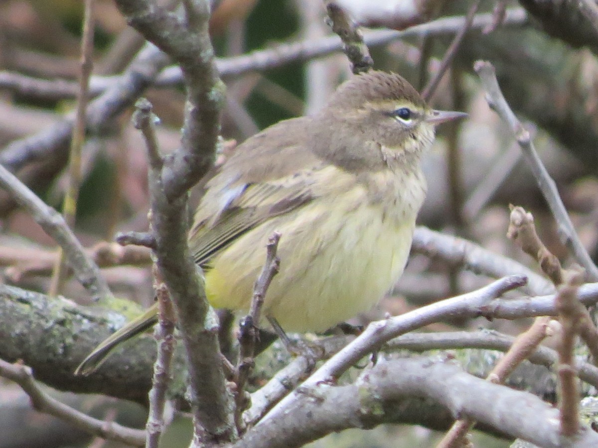 Palm Warbler - suzanne pudelek