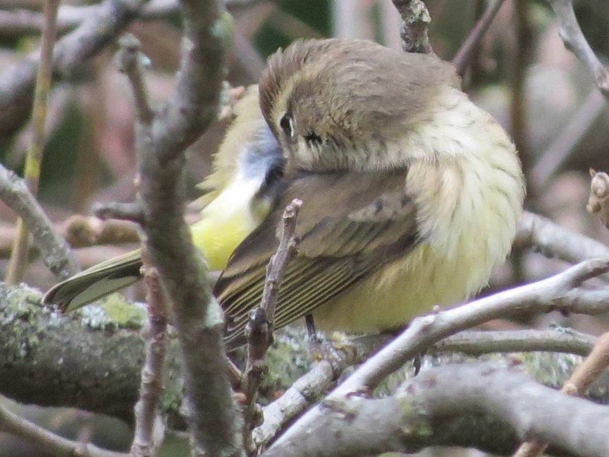 Palm Warbler - ML119319281