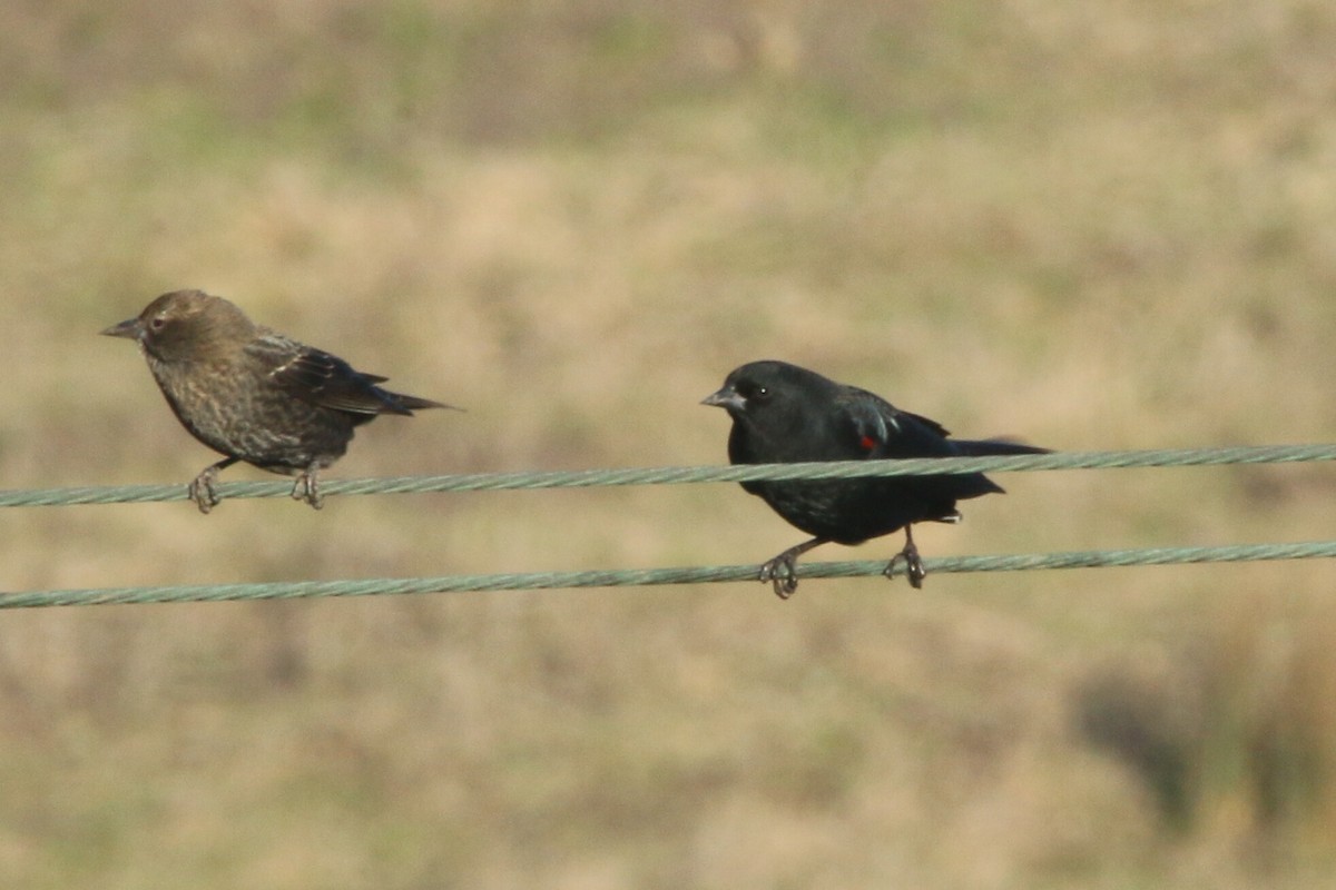 Tricolored Blackbird - ML119319371