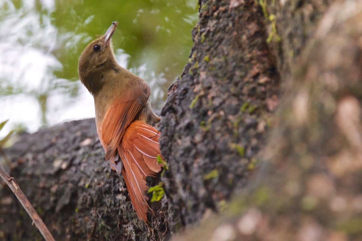 Olivaceous Woodcreeper (Amazonian) - ML119319491