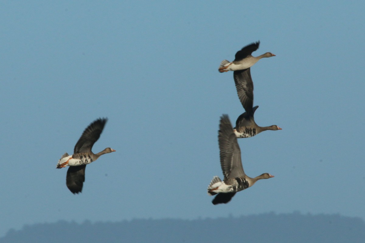 Greater White-fronted Goose - ML119319551