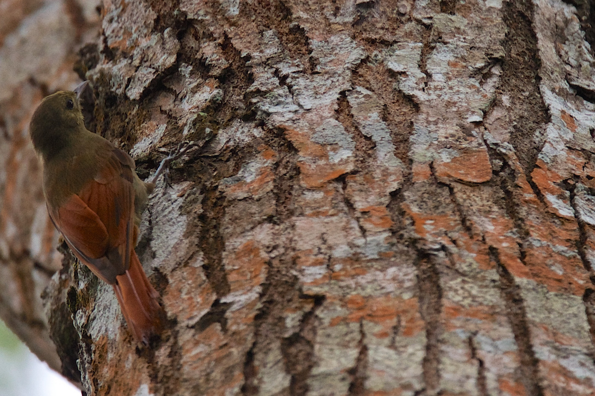 Olivaceous Woodcreeper (Amazonian) - Robert Tizard