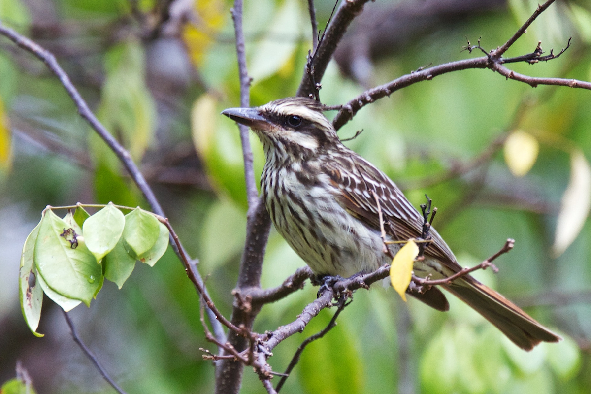 Streaked Flycatcher (Southern) - ML119319591