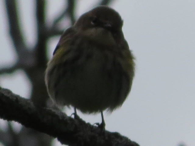 Yellow-rumped Warbler - ML119319641