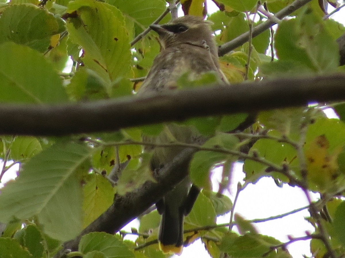 Cedar Waxwing - ML119319731