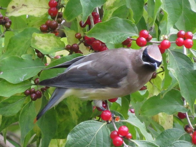 Cedar Waxwing - ML119319741