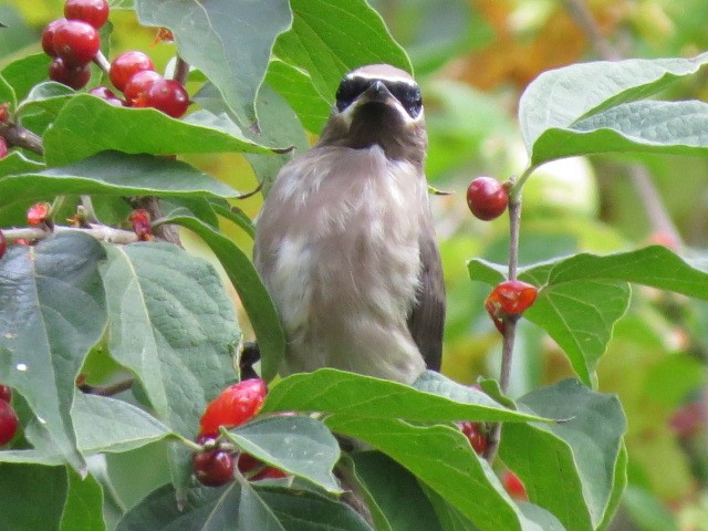 Cedar Waxwing - suzanne pudelek