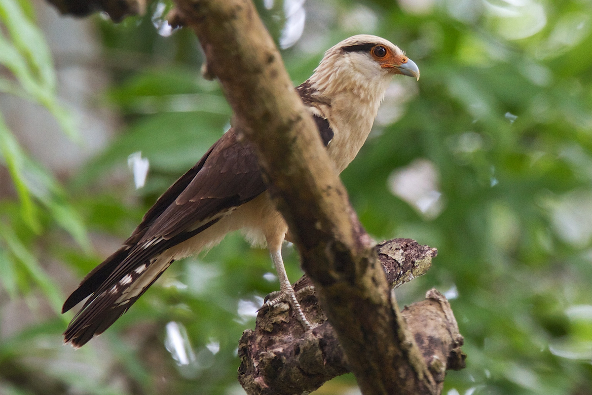 Yellow-headed Caracara - ML119319851