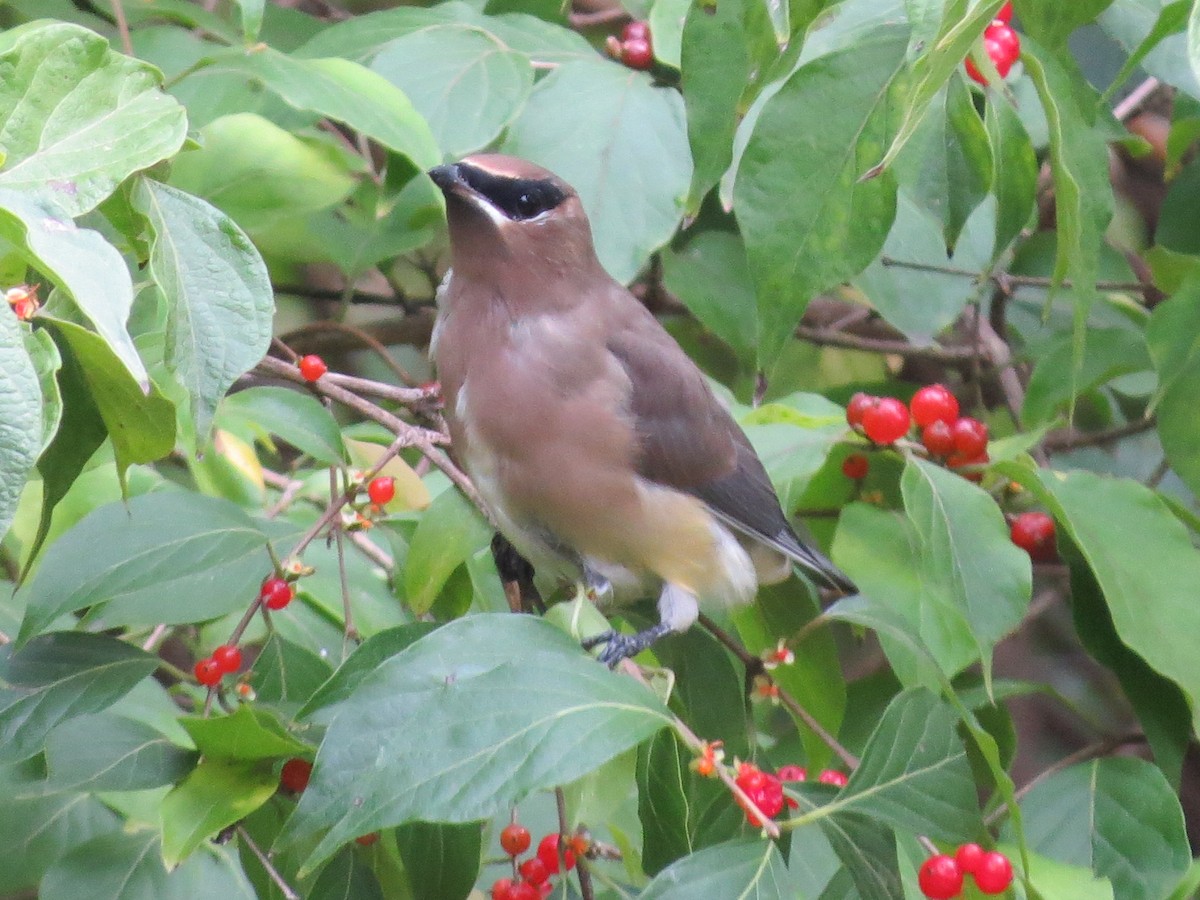 Cedar Waxwing - ML119319911