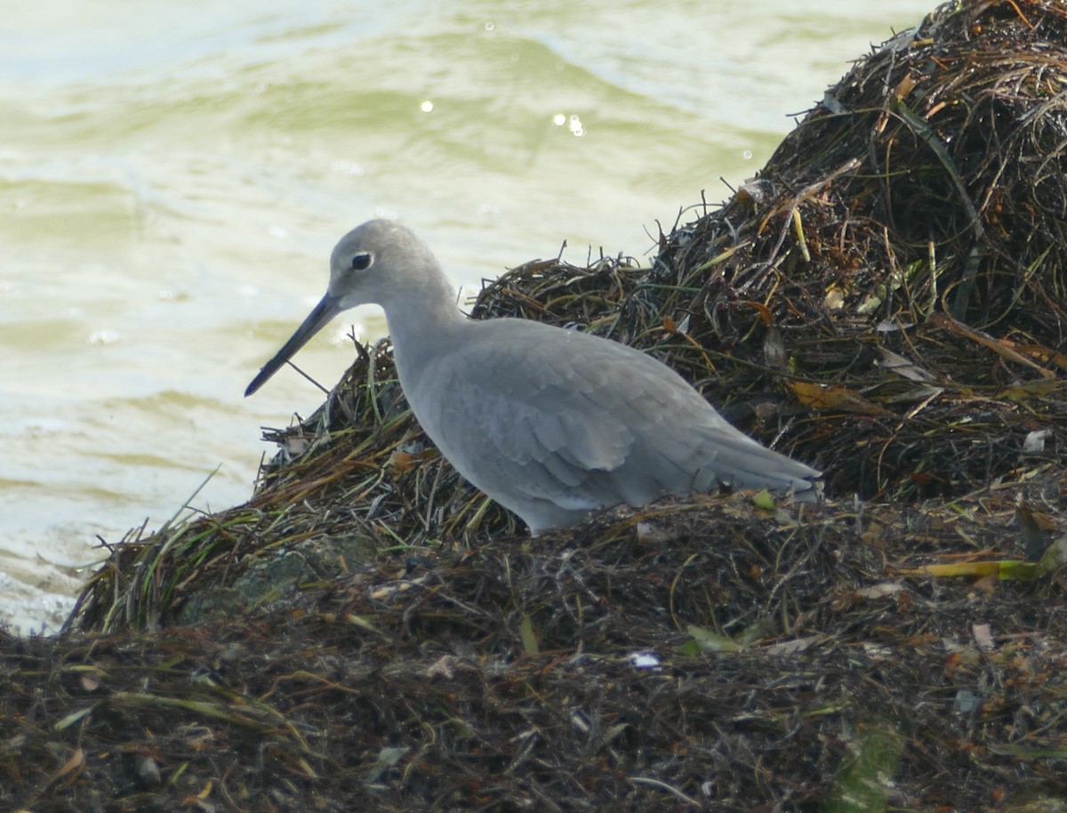 Willet (Western) - ML119320411