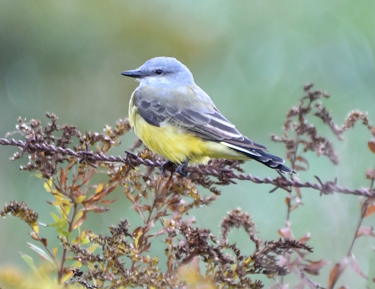 Western Kingbird - josh Ketry