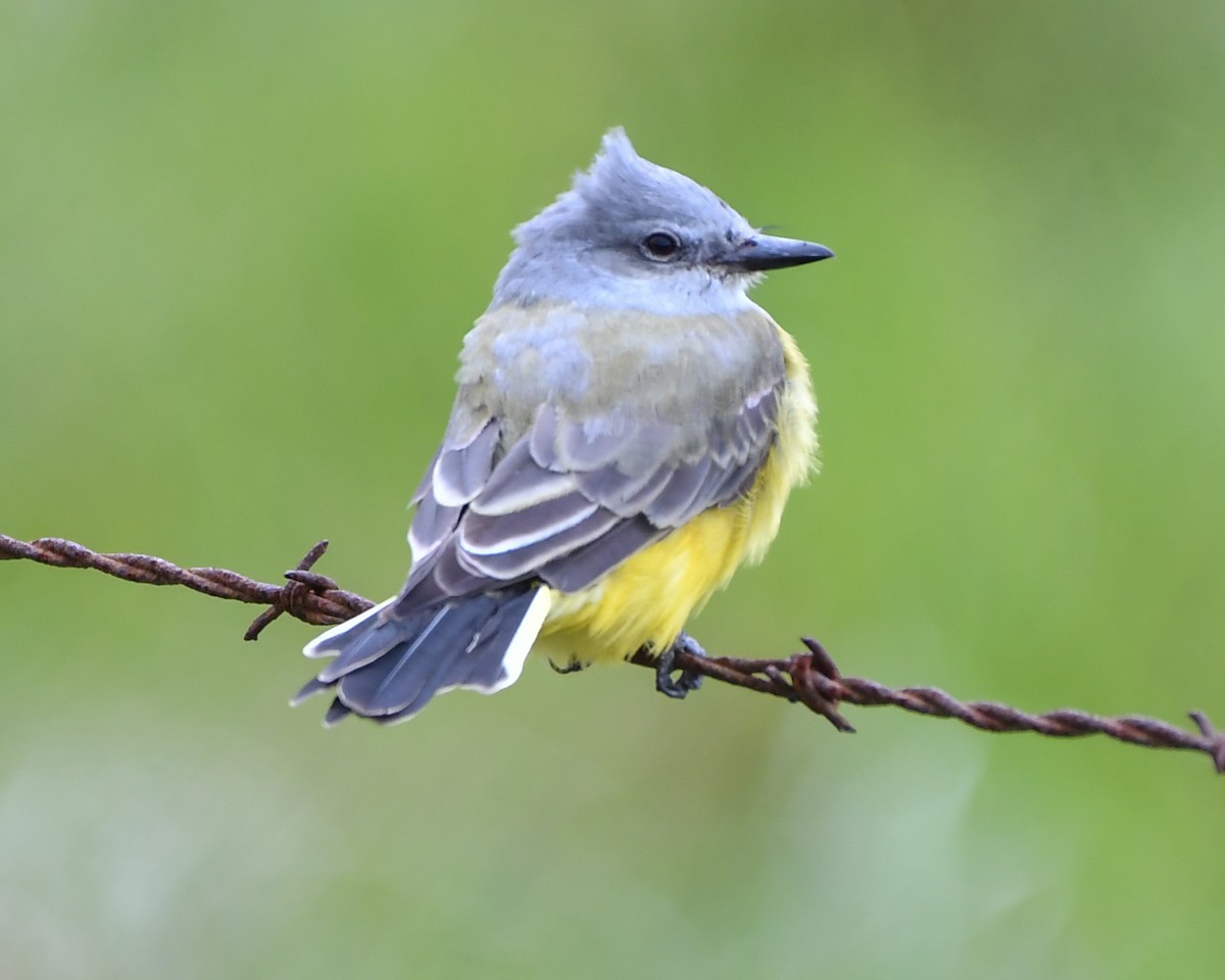 Western Kingbird - josh Ketry