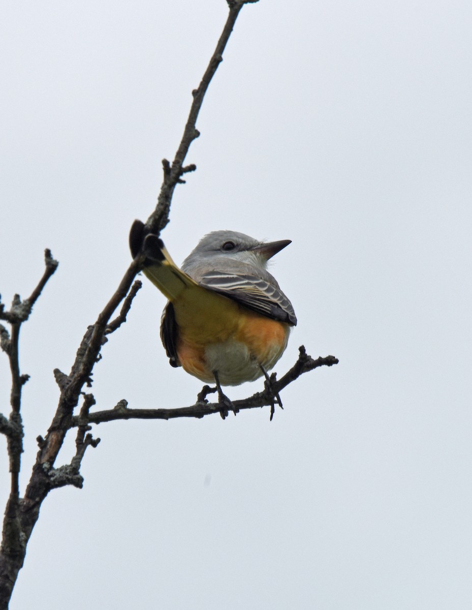 Scissor-tailed Flycatcher - ML119322591