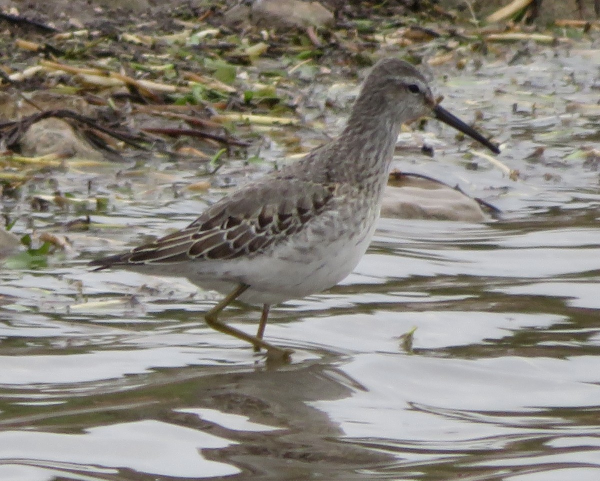 Stilt Sandpiper - Paul Sellin