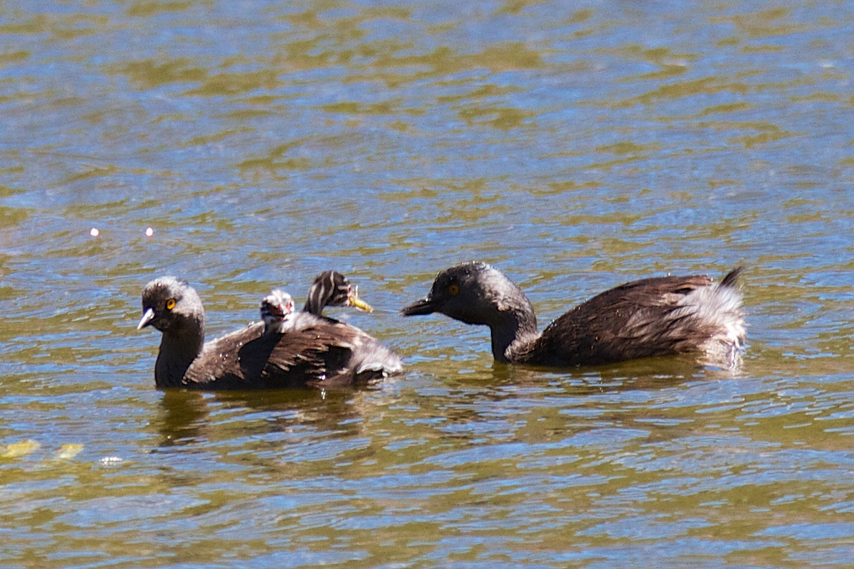 Least Grebe - ML119324971