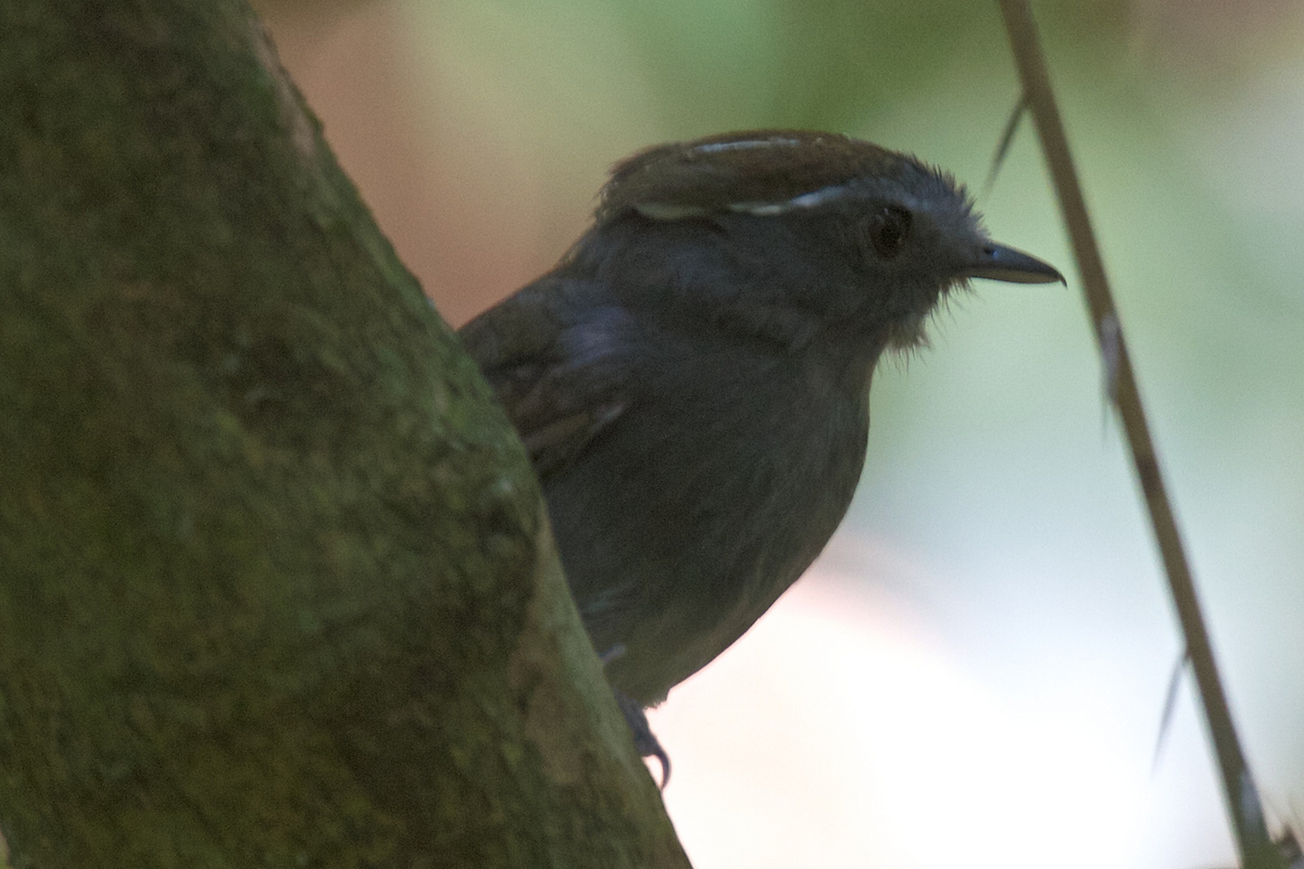 Slaty Gnateater - Robert Tizard