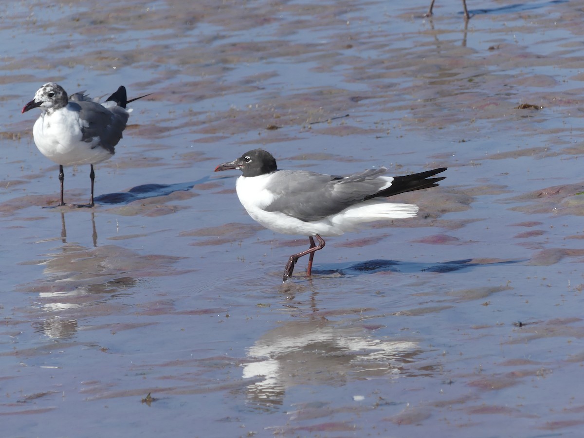 Mouette atricille - ML119325141