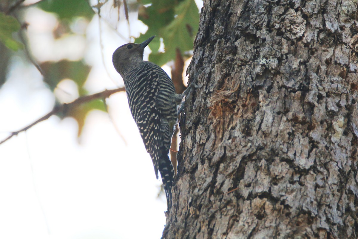 Williamson's Sapsucker - ML119325661