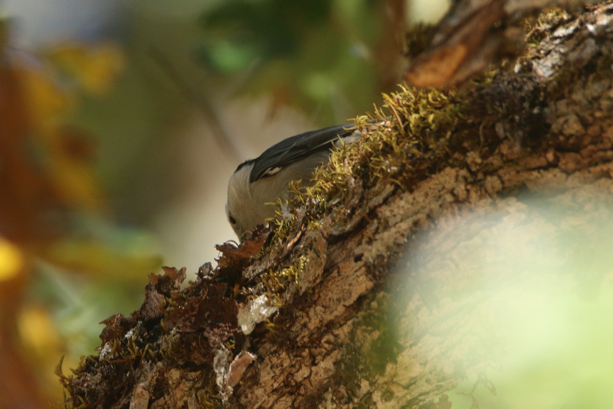White-breasted Nuthatch - ML119325731