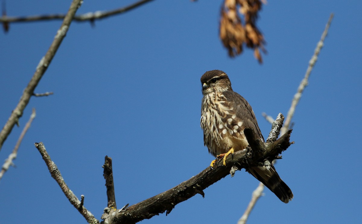 Belatz txikia (columbarius) - ML119325851