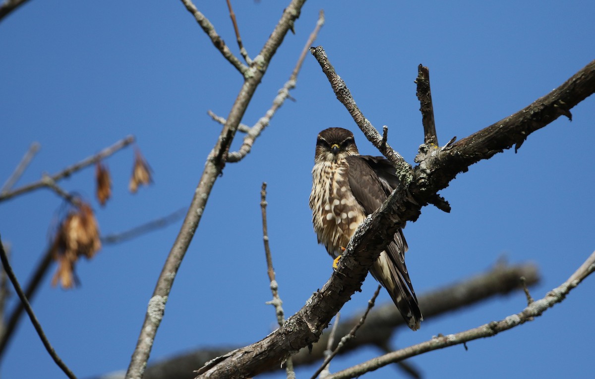 Boz Doğan (columbarius) - ML119326031