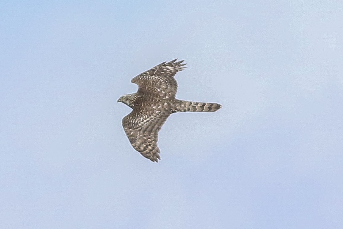 American Goshawk - ML119326331