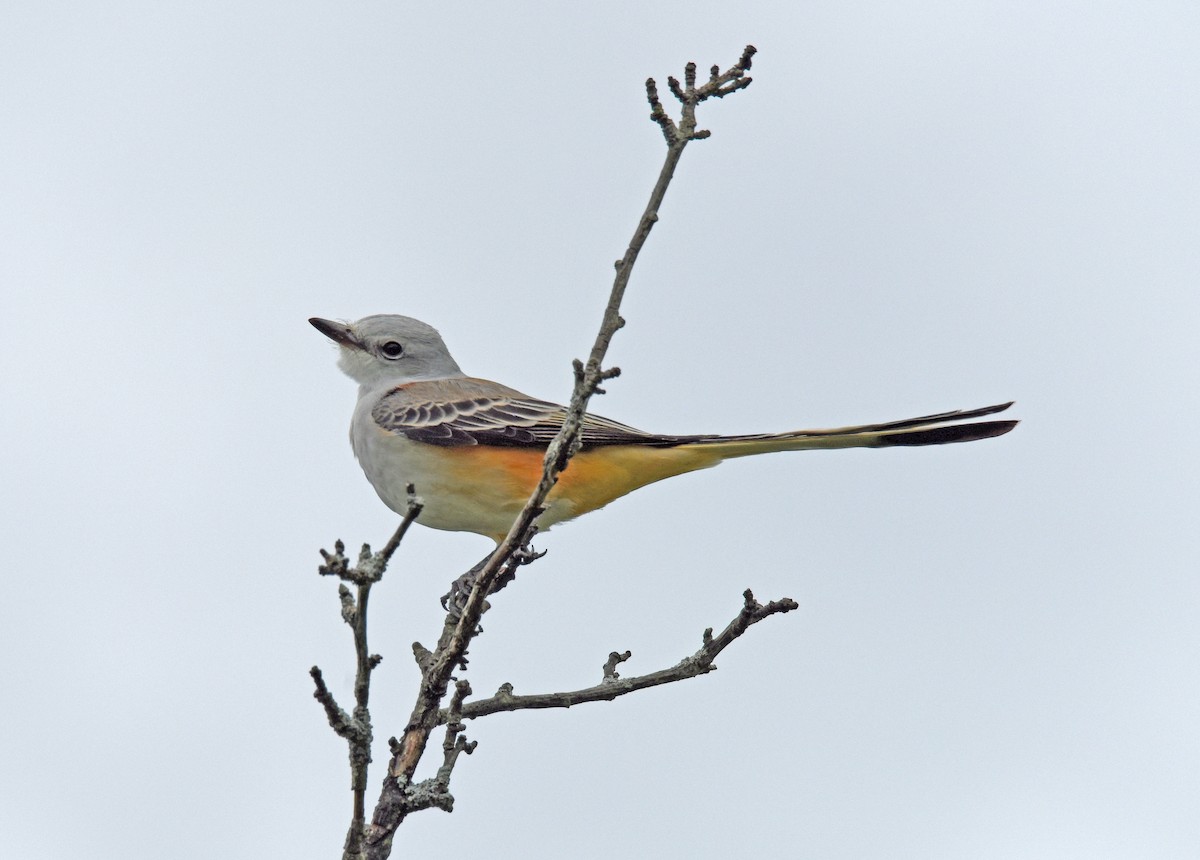 Scissor-tailed Flycatcher - Celeste Morien