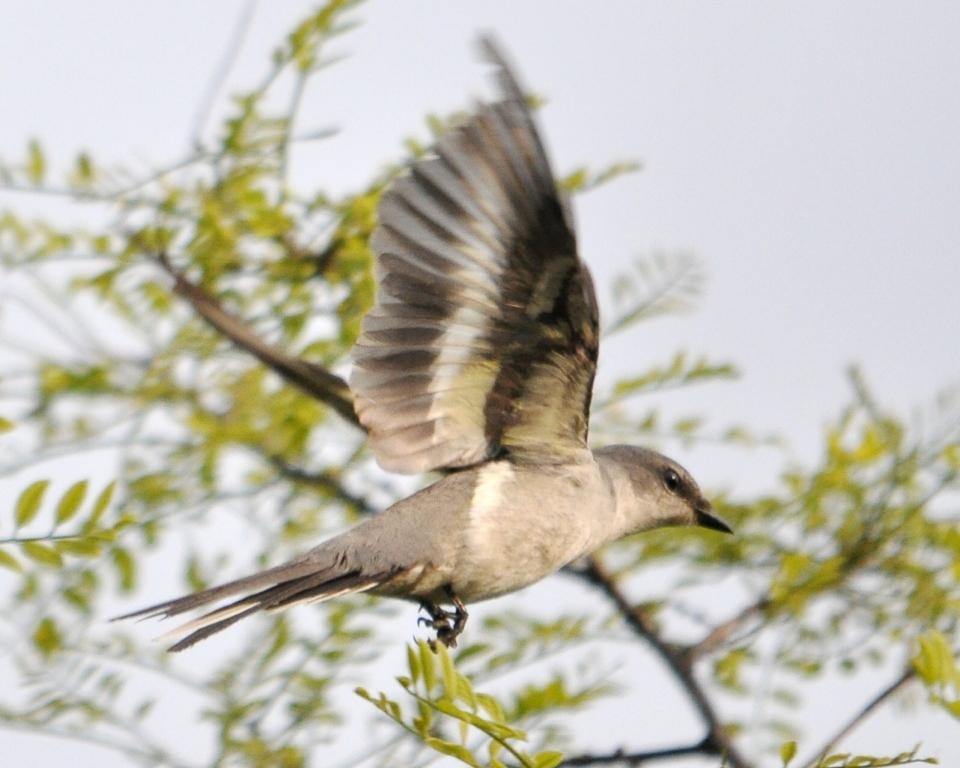 Ashy Minivet - ML119326831