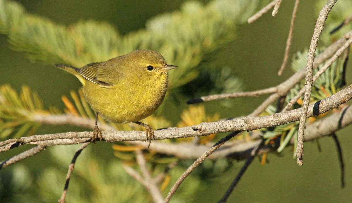 Orange-crowned Warbler (lutescens) - Ryan Schain